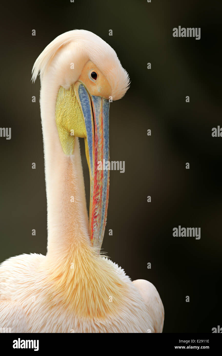 Großer weißer Pelikan (Pelecanus Onocrotalus) Rosa Erwachsener, Zucht Gefieder, close-up von Kopf und Hals, putzen (Captive) Stockfoto