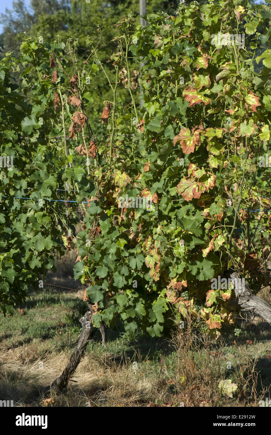 Symptome von Magnesiummangel auf Weinreben in Obst in der Gironde, Frankreich, August Stockfoto