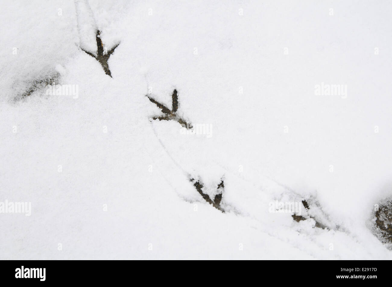 Ringeltaube (Columba Palumbus) Fußabdrücke auf Schnee im Garten, Sowerby, North Yorkshire, England, Januar Stockfoto