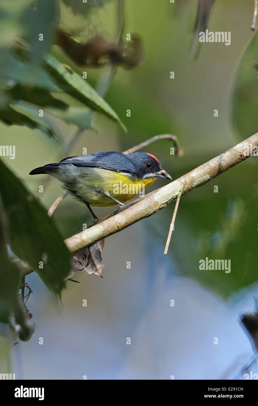 Crimson-breasted Flowerpecker (Prionochilus Percussus Ignicapilla) Männchen, thront auf Zweig, Taman Negara N.P. Titiwangsa Stockfoto