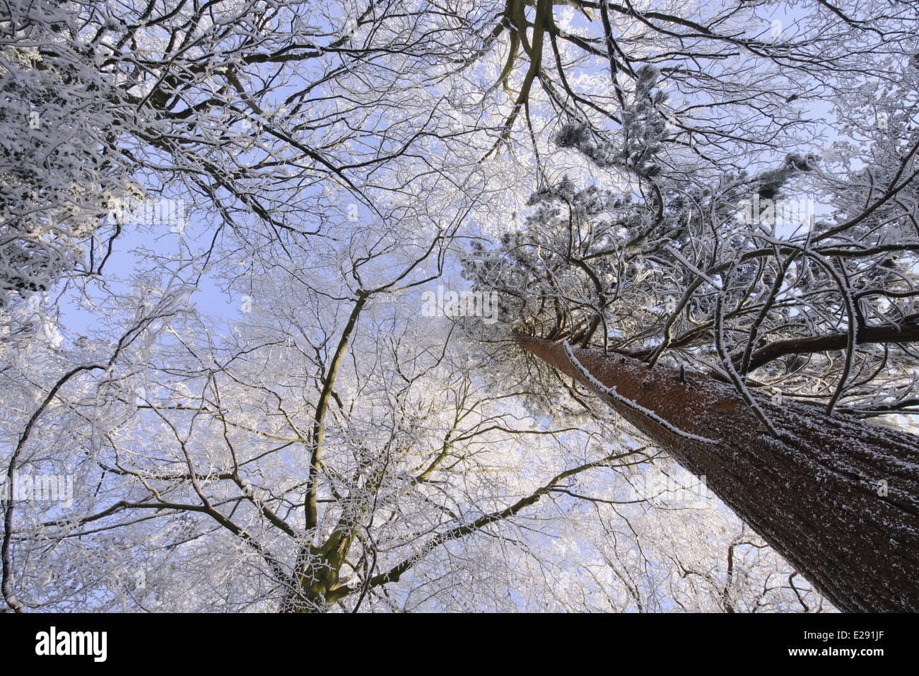 Raureif auf Laub- und Nadelbäumen Bäume, Staffordshire, England, Dezember Stockfoto