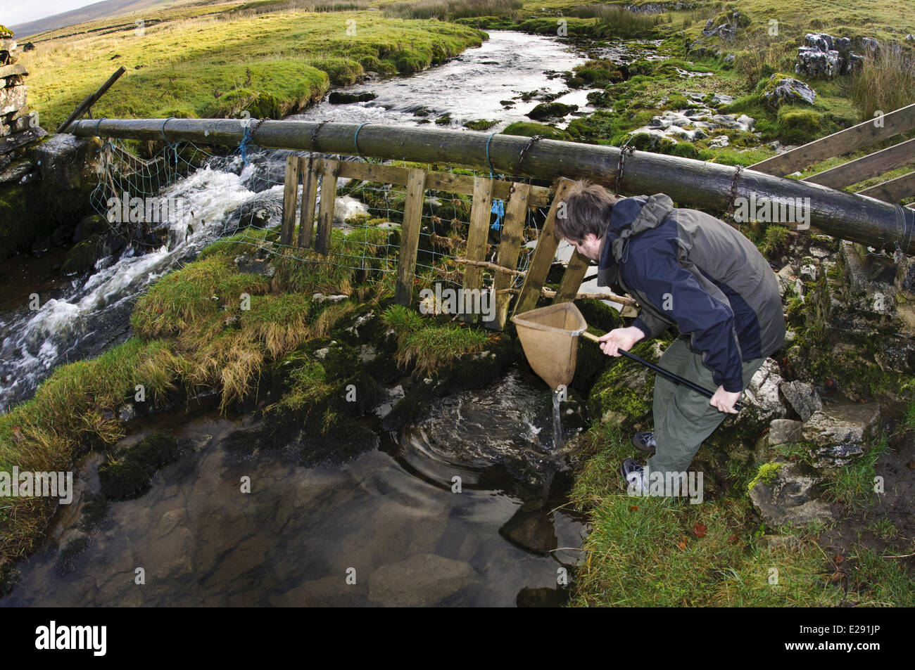 Entomologe Vermessung für Wirbellose in Fluss, über Catrigg Kraft, Stainforth Beck, Stainforth, Yorkshire Dales Nationalpark, North Yorkshire, England, November Stockfoto
