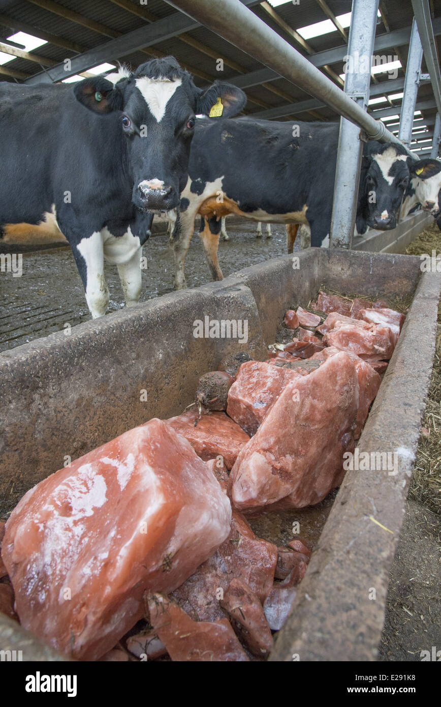 Konkrete Trog mit Mineral-Blöcke in Kabine Haus auf Milchviehbetrieb, Cheshire, England, Februar Stockfoto