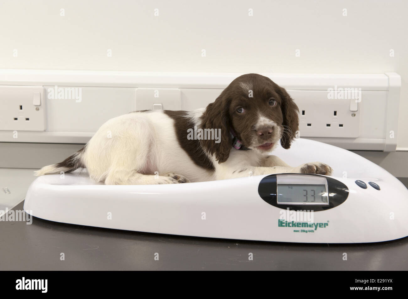 Inländische Hund, English Springer Spaniel Welpe auf wiegen Waage bei  Tierarztpraxis, England, Februar Stockfotografie - Alamy
