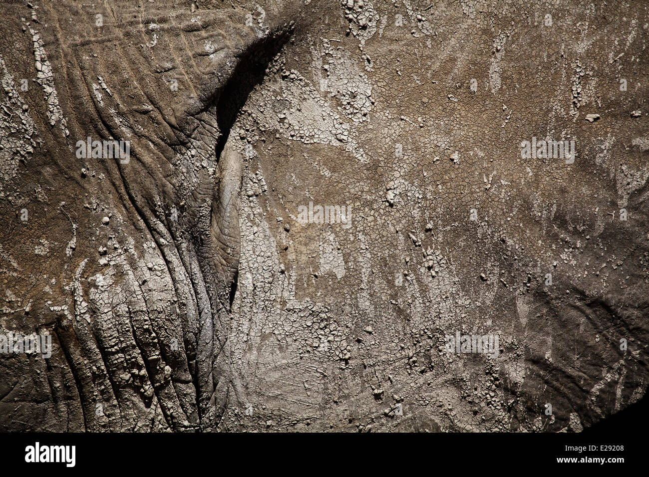 Afrikanischer Elefant (Loxodonta Africana) Erwachsene, close-up der Haut mit trockenem Schlamm, Amboseli N.P., Kenia, Februar Stockfoto