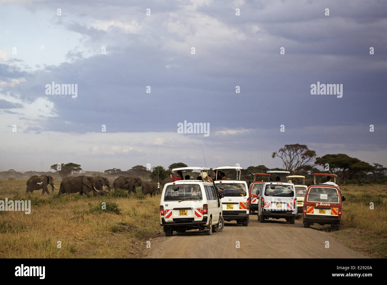 Afrikanischer Elefant (Loxodonta Africana) adulte Weibchen und Kälber, Herde überqueren track mit Safari Touristenfahrzeuge, Amboseli N.P., Kenia, Februar Stockfoto