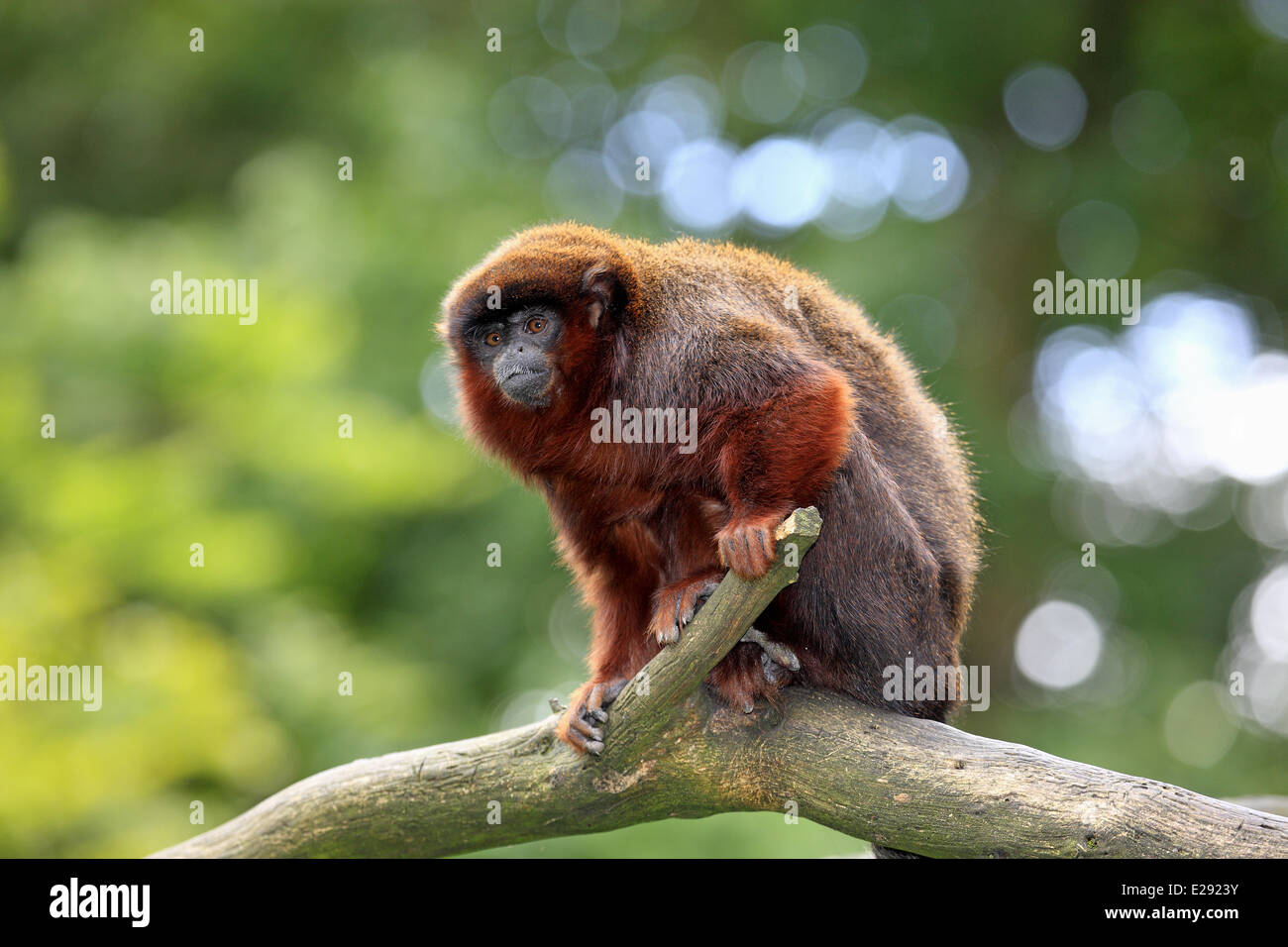 Rotbauch-Titi (Callicebus Moloch) Erwachsenen, auf Ast (Captive) Stockfoto