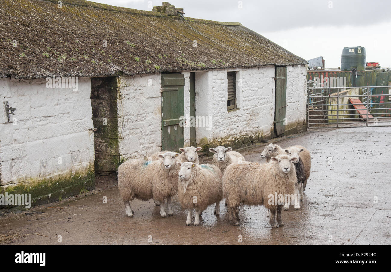 Hausschafe, Herdwick Kreuz, strömen im Hof stehen neben traditionellen landwirtschaftlichen Gebäudes, Seascale, Cumbria, England, März Stockfoto