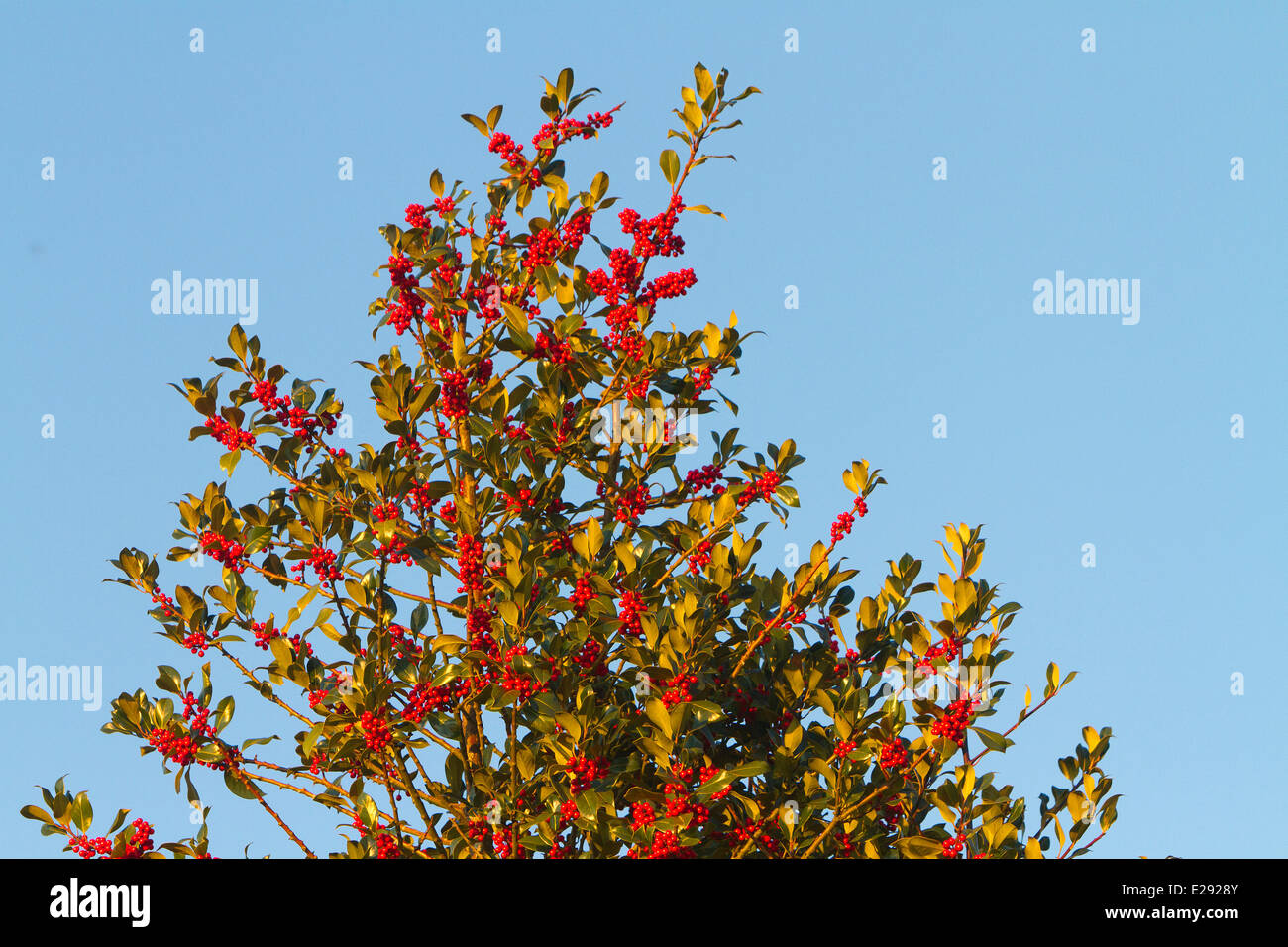 Frankreich, Haut Rhin, Holly oder Stechpalme (Ilex Aquifolium), weiblicher Baum mit roten Früchten Stockfoto