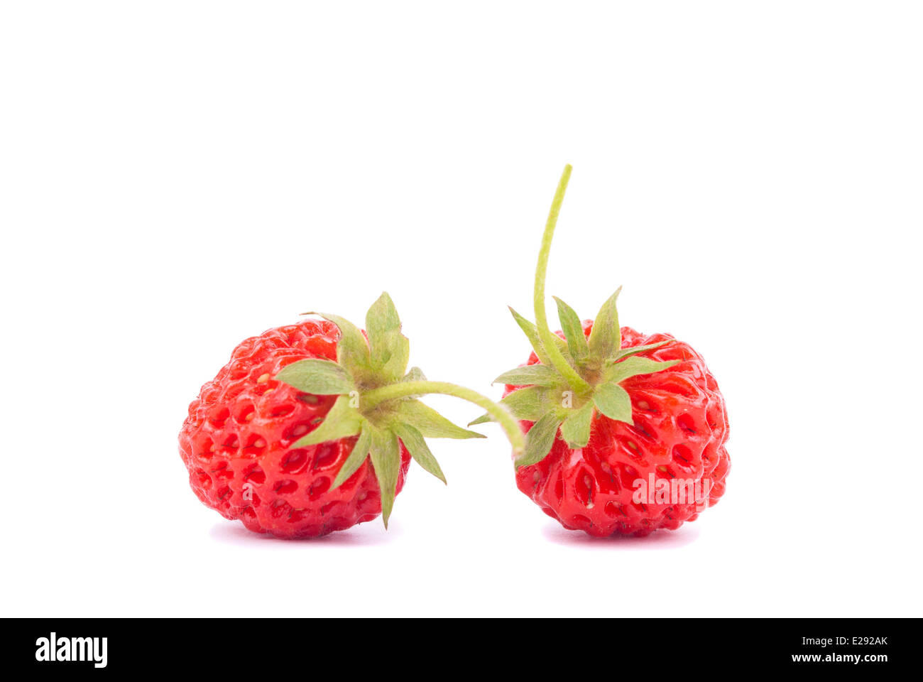 Erdbeeren auf weißem Hintergrund. Stockfoto