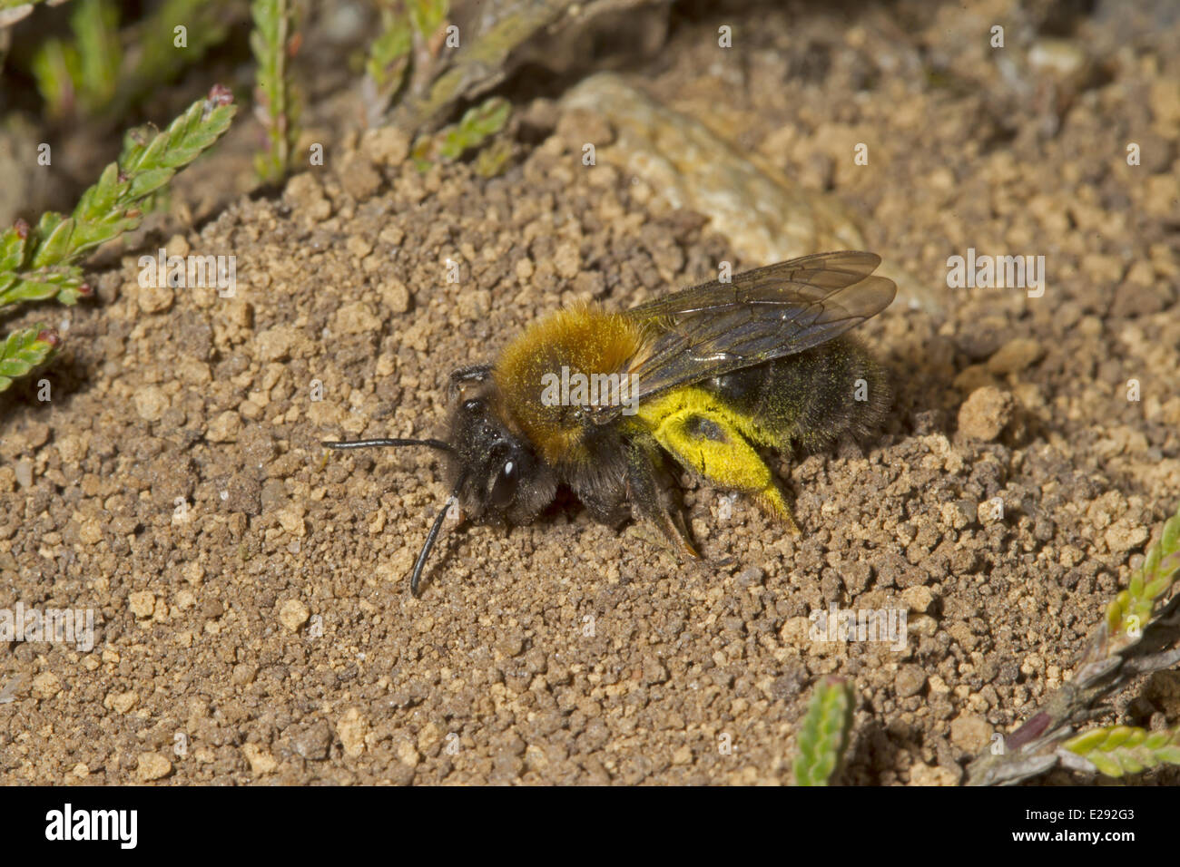 Clarkes Mining Bee (Andrena Clarkella) Erwachsene Frau, Suche nach Ort, fahl Pollen auf dem Ei, Norfolk, England, April legen zu hinterlegen Stockfoto