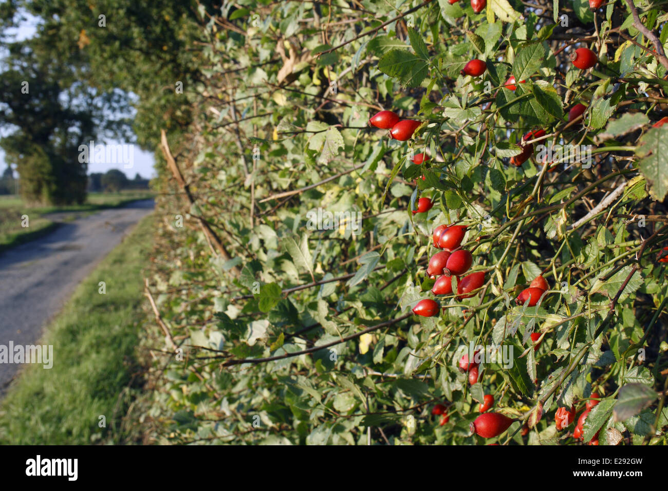 Dog Rose (Rosa Canina) Hagebutten, wächst in Hecke Lebensraum neben Lane, Mendlesham, Suffolk, England, Oktober Stockfoto