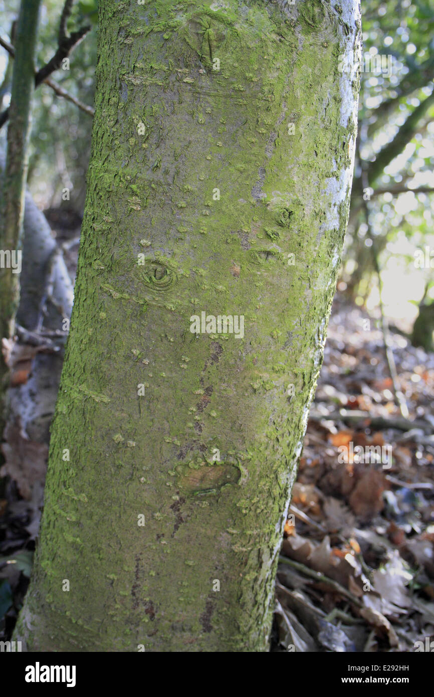 Stechpalme (Ilex Aquifolium) Nahaufnahme der Stamm wchst in Wldern,  Pfarrhaus Plantage, Mendlesham, Suffolk, England, Mrz Stockfotografie -  Alamy