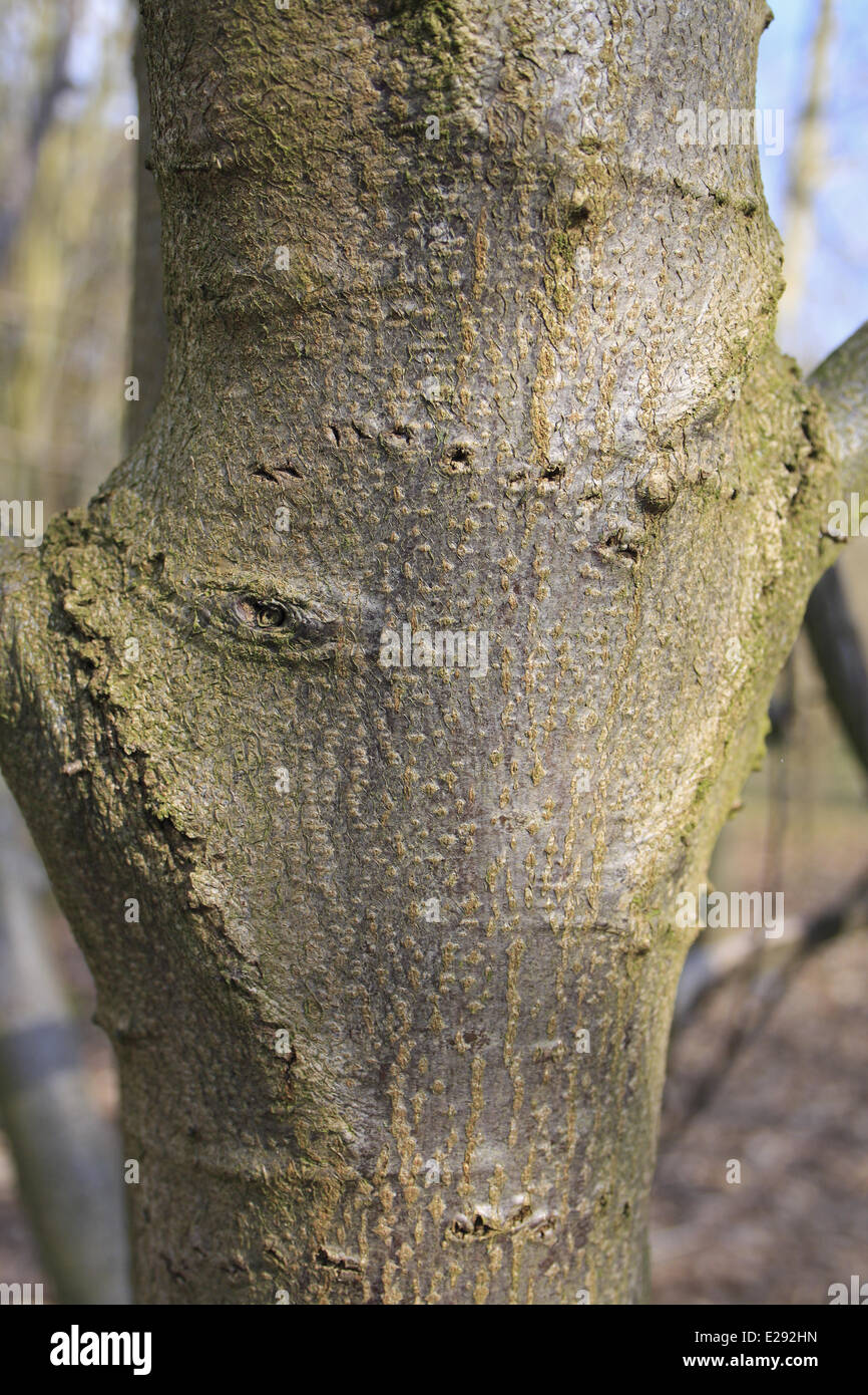 Kleinblättrige Linde (Tilia Cordata) Nahaufnahme der Stamm wächst in Wäldern, Pfarrhaus Plantage, Mendlesham, Suffolk, England, April Stockfoto