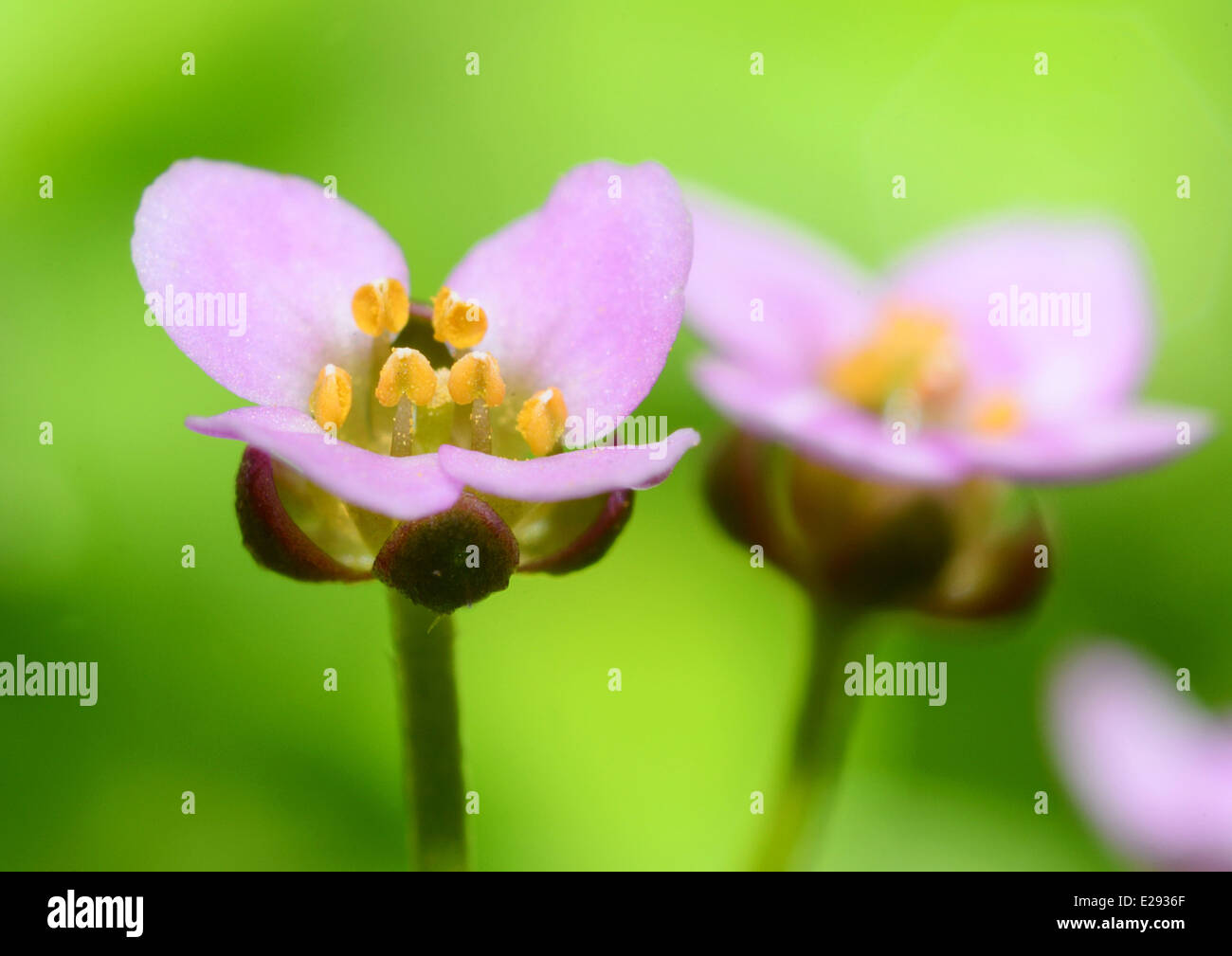 Extreme Makroaufnahme der schönen lila Blüte. Stockfoto