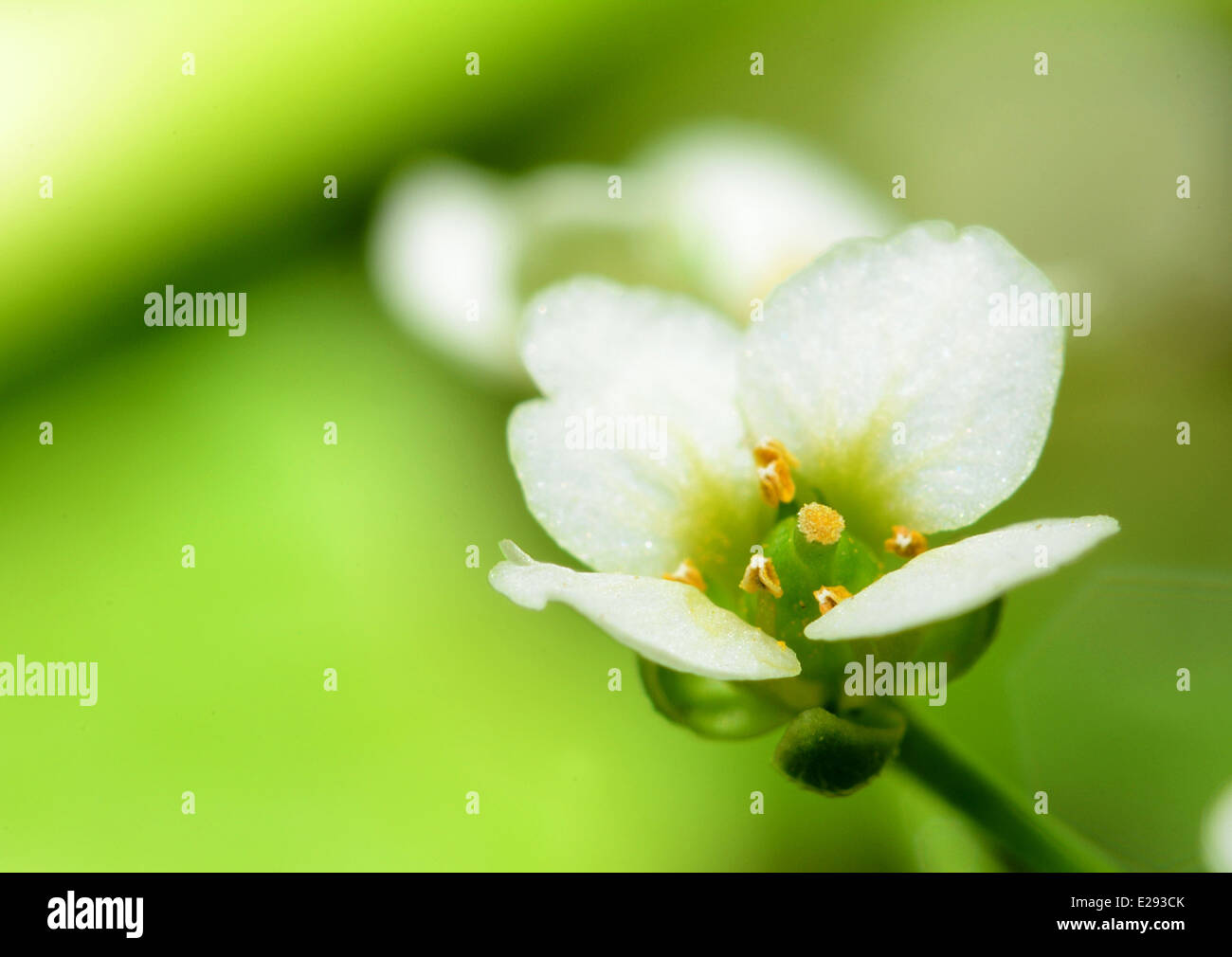 Extreme Makroaufnahme der schönen weißen Blüte. Stockfoto