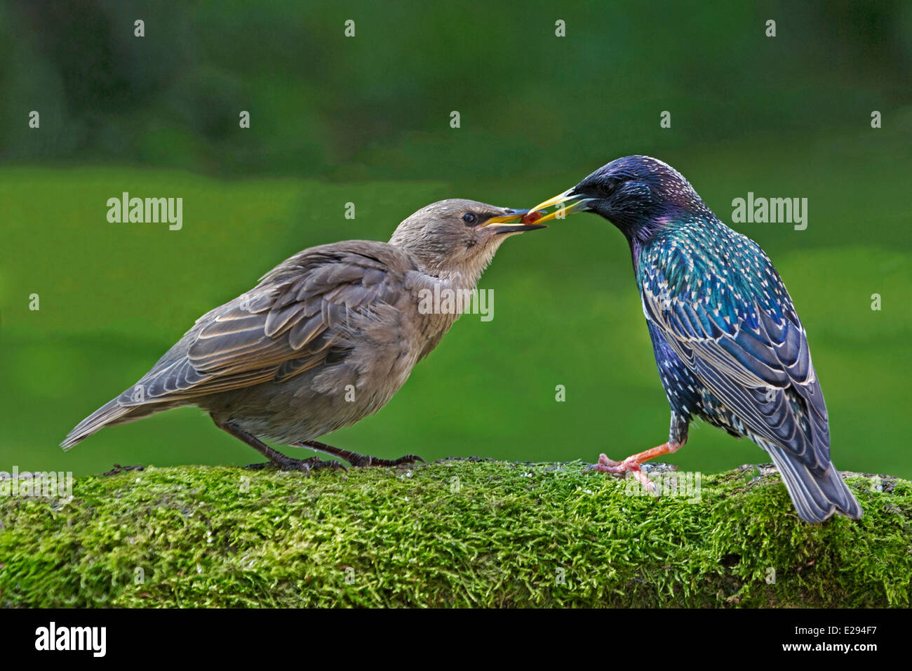 Gemeinsamen Starling thront auf Zweig Jungen füttert Stockfoto