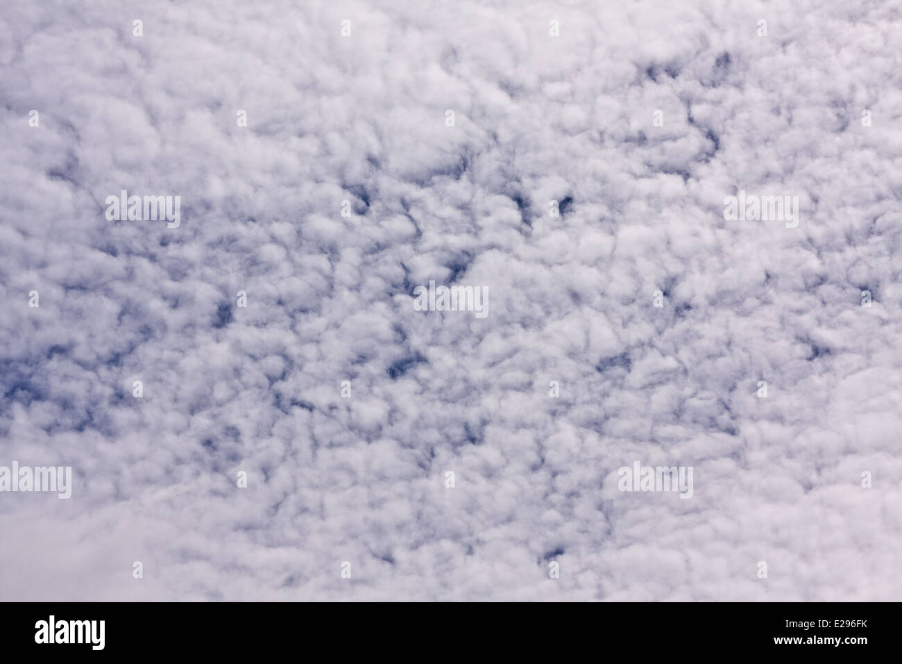 Tiefflug cumuliformen und Stratocumuli Form Wolken bezeichnet umgangssprachlich als "Fischgrat" oder "Makrele" in Dundee, Großbritannien Stockfoto