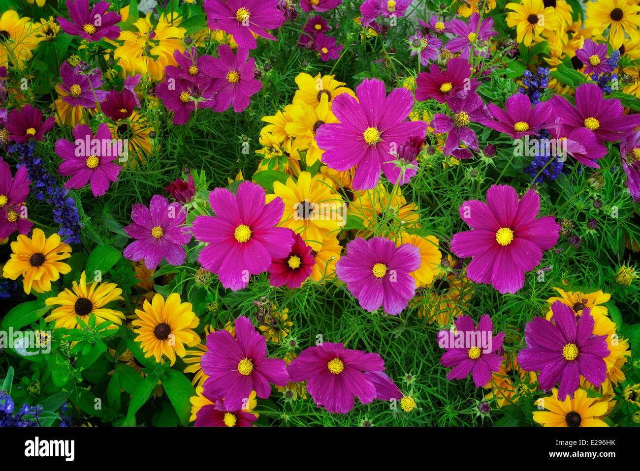 Gemischten Blumen. Vail, Colorado Stockfoto