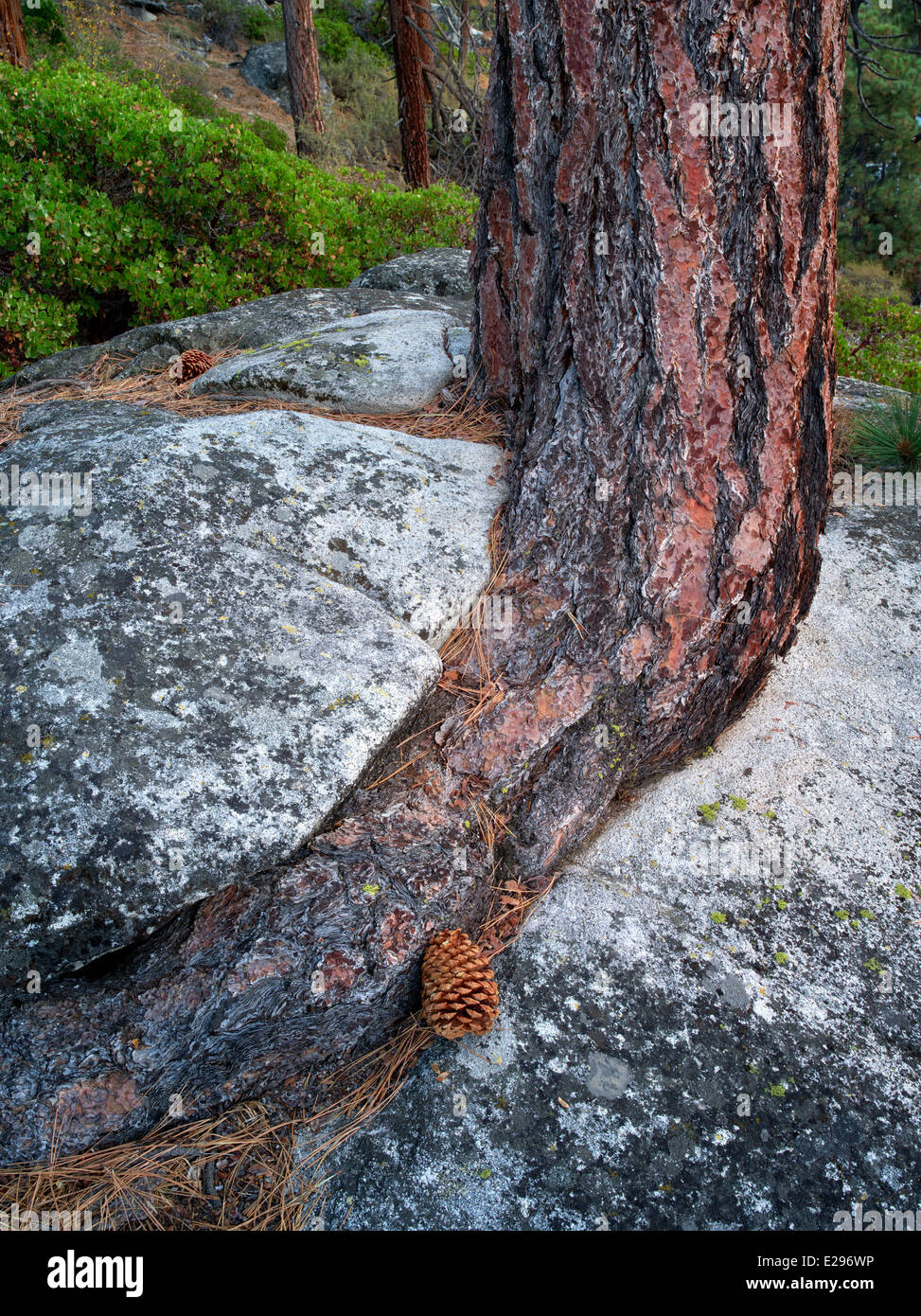 Ponderosa Pinie in Granit Felsen Riss wachsen zu kämpfen. Lake Tahoe, Kalifornien/Nevada Stockfoto