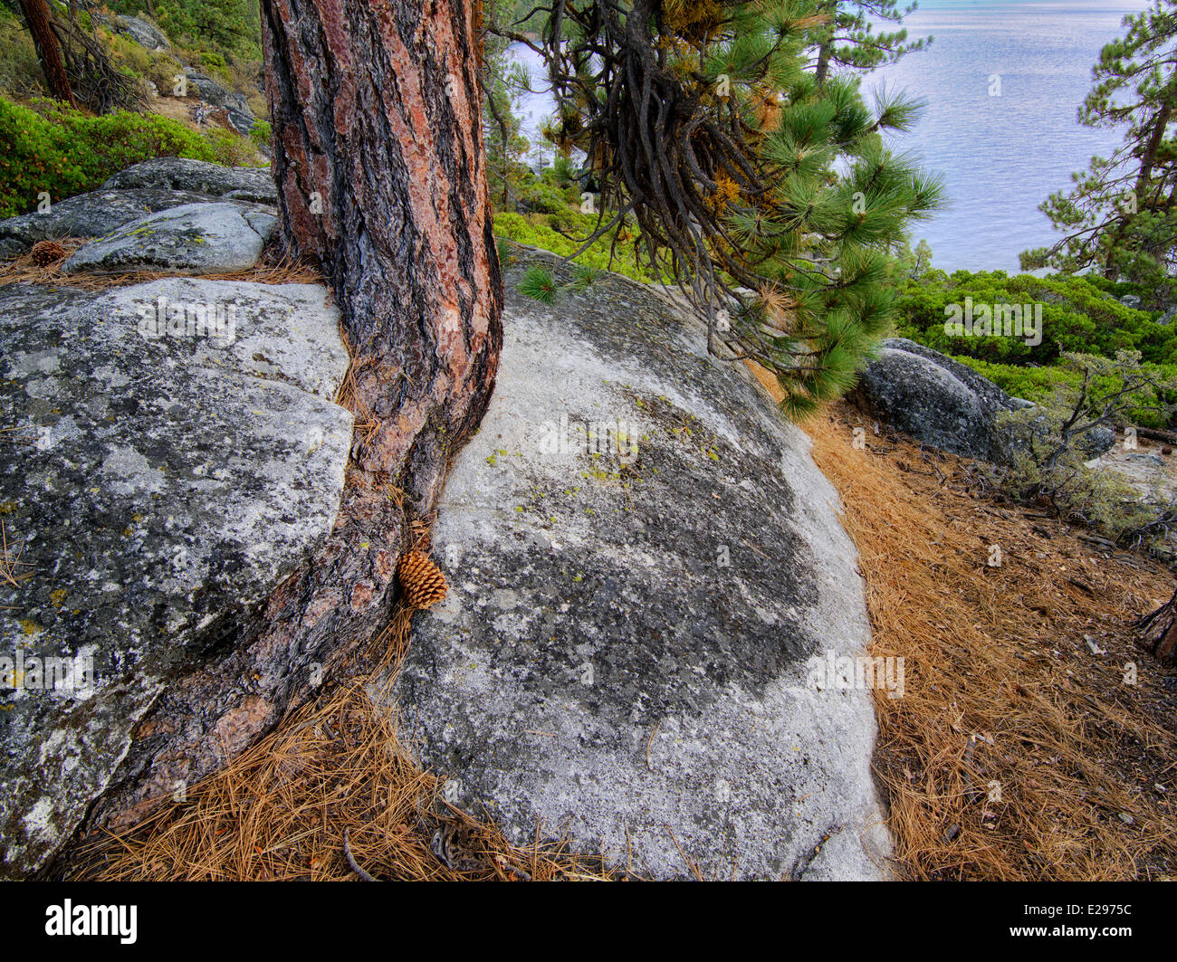 Ponderosa Pinie, in Granit Felsen Riss und Lake Tahoe wachsen zu kämpfen. Lake Tahoe, Kalifornien/Nevada Stockfoto