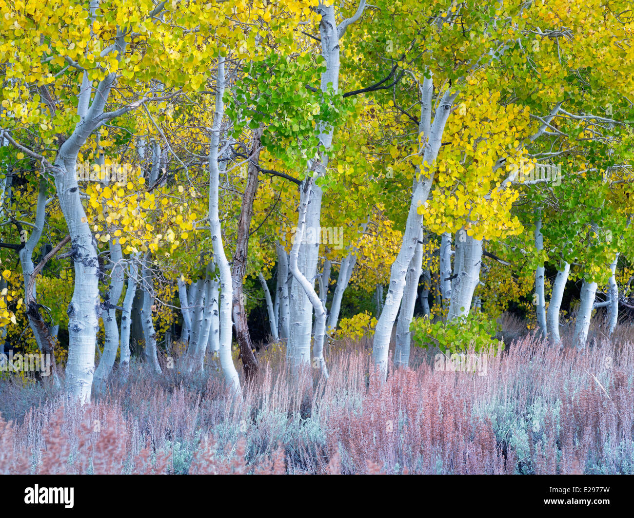 Fallen Sie farbige Espen und Beifuß. Östliche Sierra Nevada Mountains, Kalifornien Stockfoto