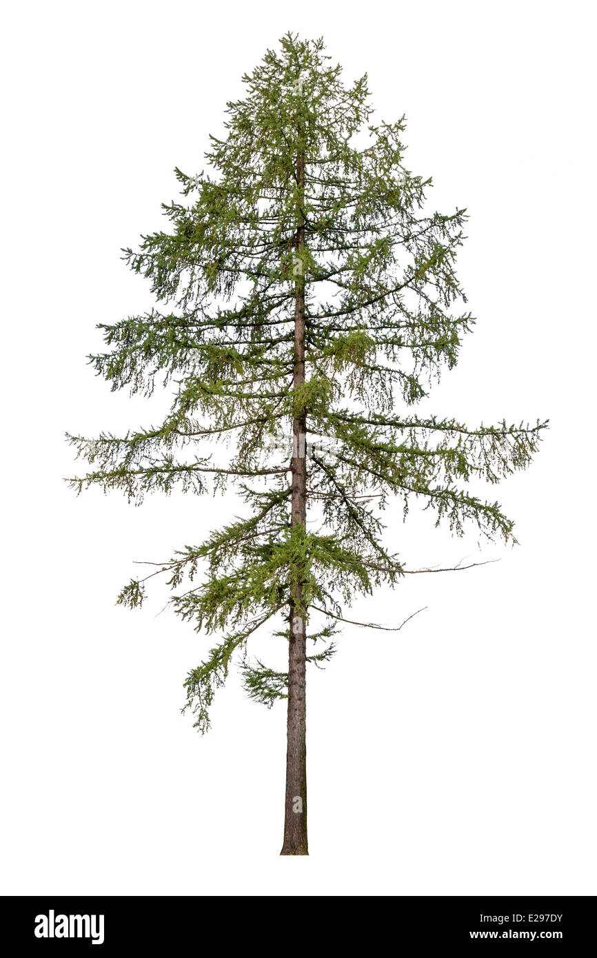 Große europäische Lärche Baum isoliert auf weißem Hintergrund Stockfoto