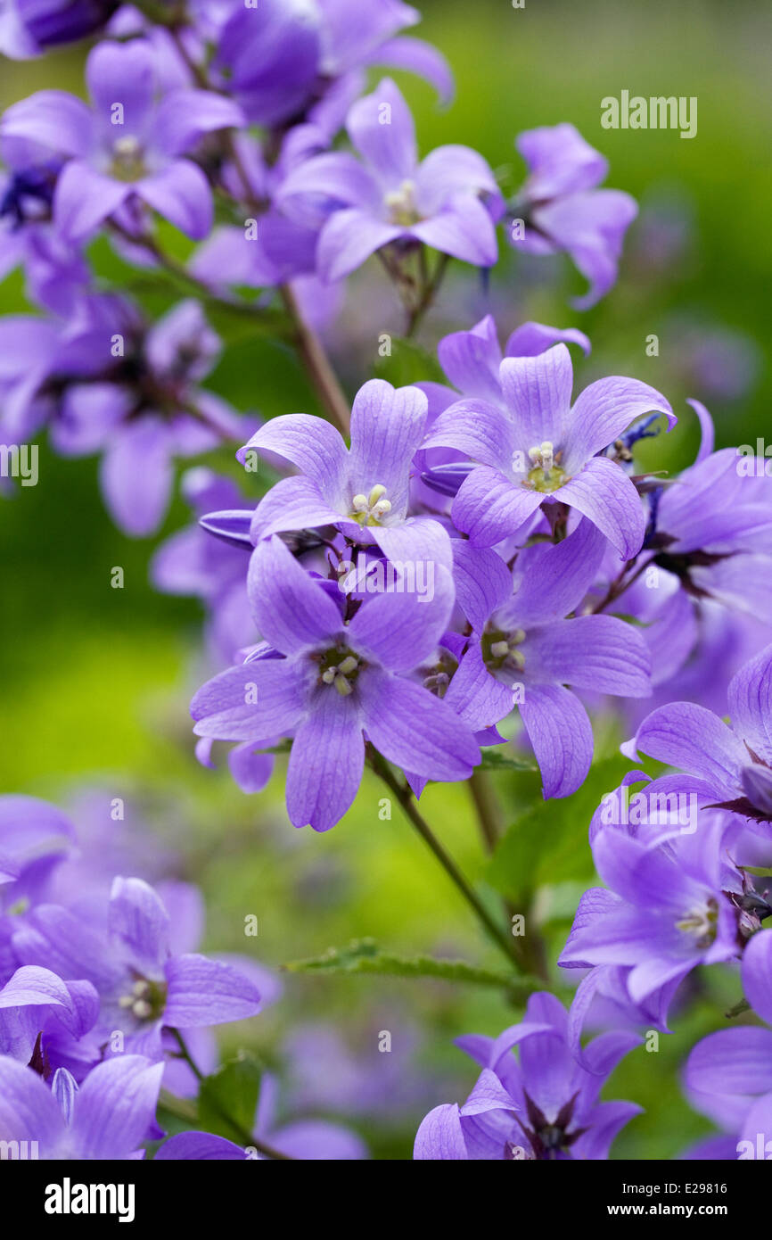 Campanula Lactiflora. Milchige Glockenblume. Stockfoto