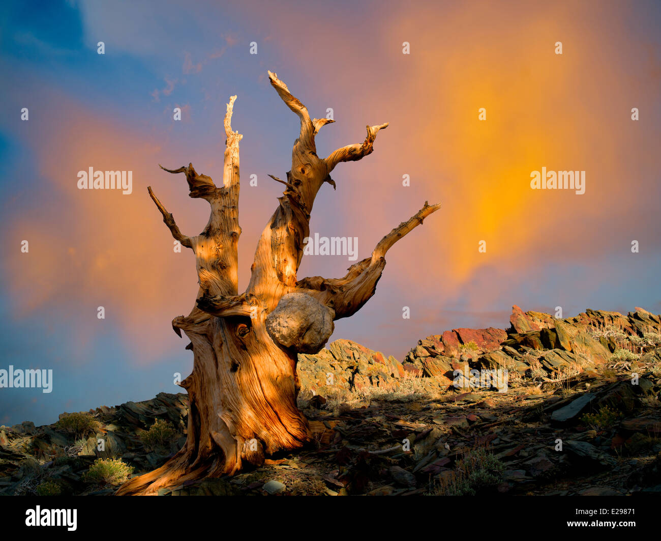 Bristlecone Kiefer. Ancient Bristlecone Pine Forest, Inyo County, Kalifornien Stockfoto