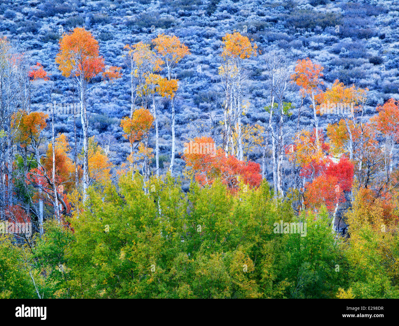 Fallen Sie farbige Espen. Inyo County. Östliche Sierra Nevada Skihängen Stockfoto