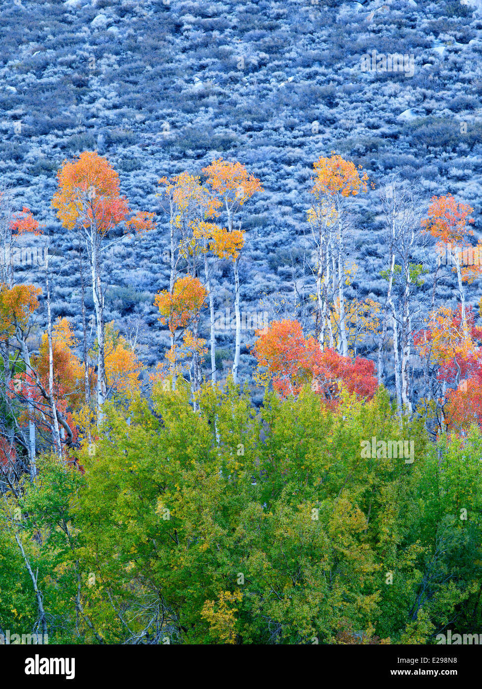 Fallen Sie farbige Espen. Inyo County. Östliche Sierra Nevada Skihängen Stockfoto