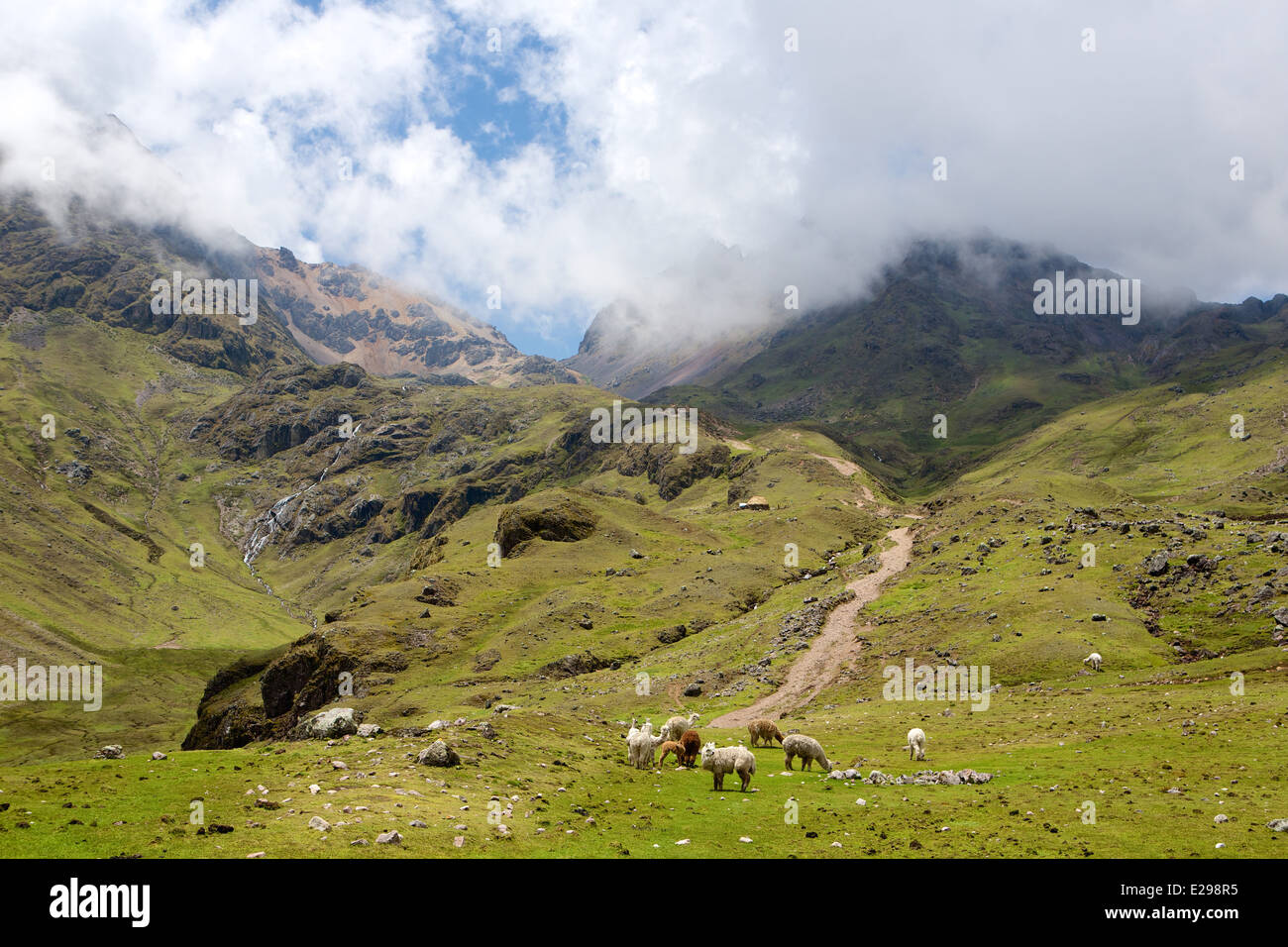 Einen Ausblick in die Lares Tal hoch in den Anden in Peru mit einer Herde von Alpakas Stockfoto Einen Ausblick in die Lares Tal hoch in den Anden in Peru mit einer Herde von Alpakas Stockfoto