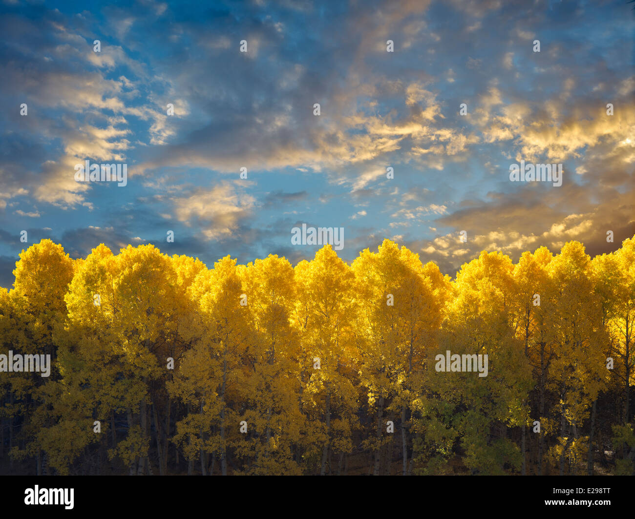 Espe Bäume in Herbstfarben und um Juni Seen Loop.Eastern Sierra Nevada Mountains, Kalifornien Stockfoto