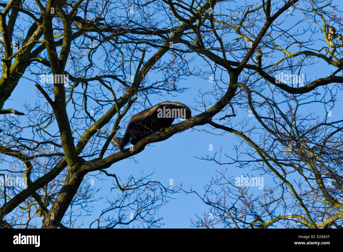 Honigdachs (Mellivora Capensis) klettern Bäume Stockfoto