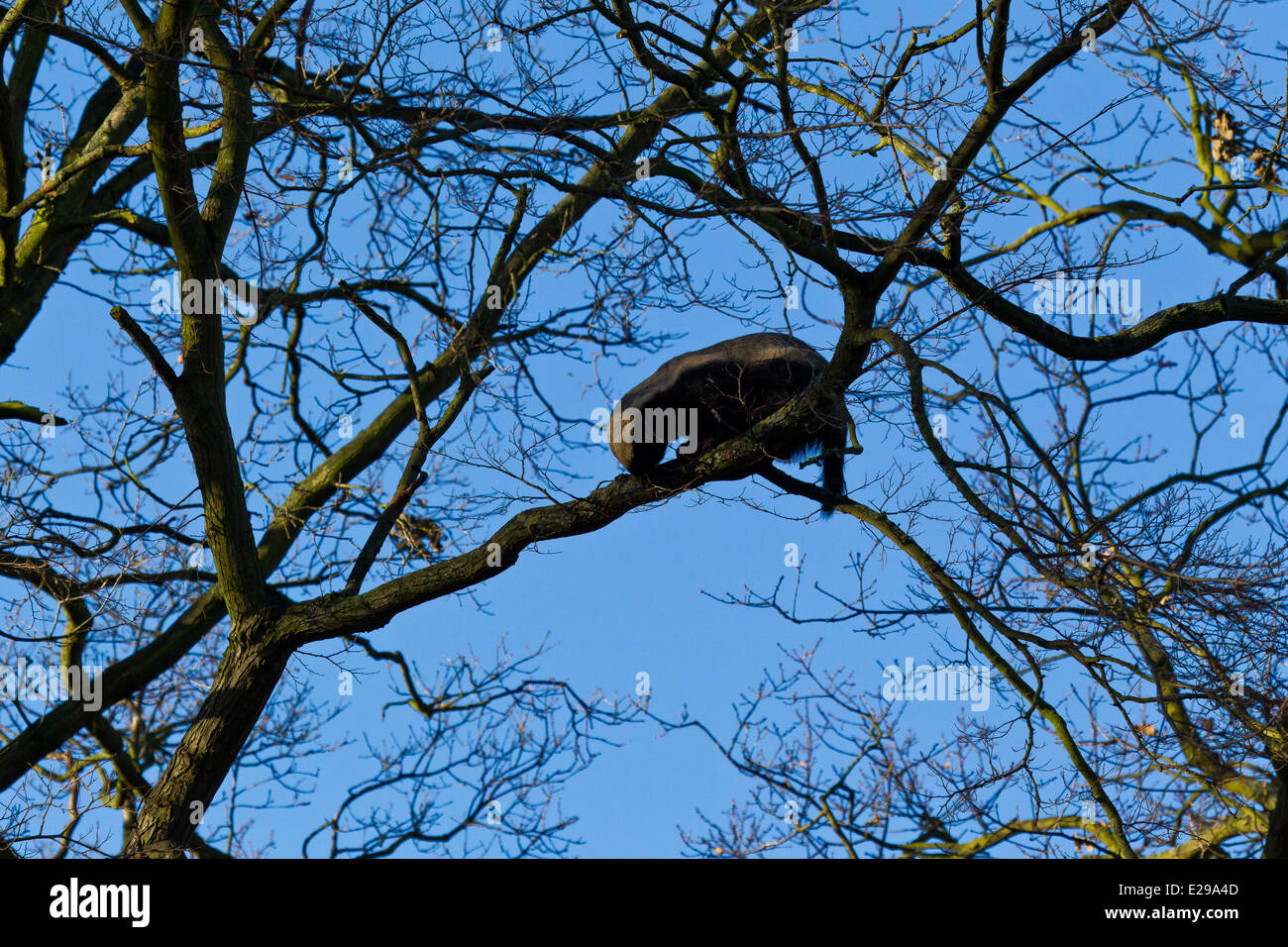 Honigdachs (Mellivora Capensis) klettern Bäume Stockfoto