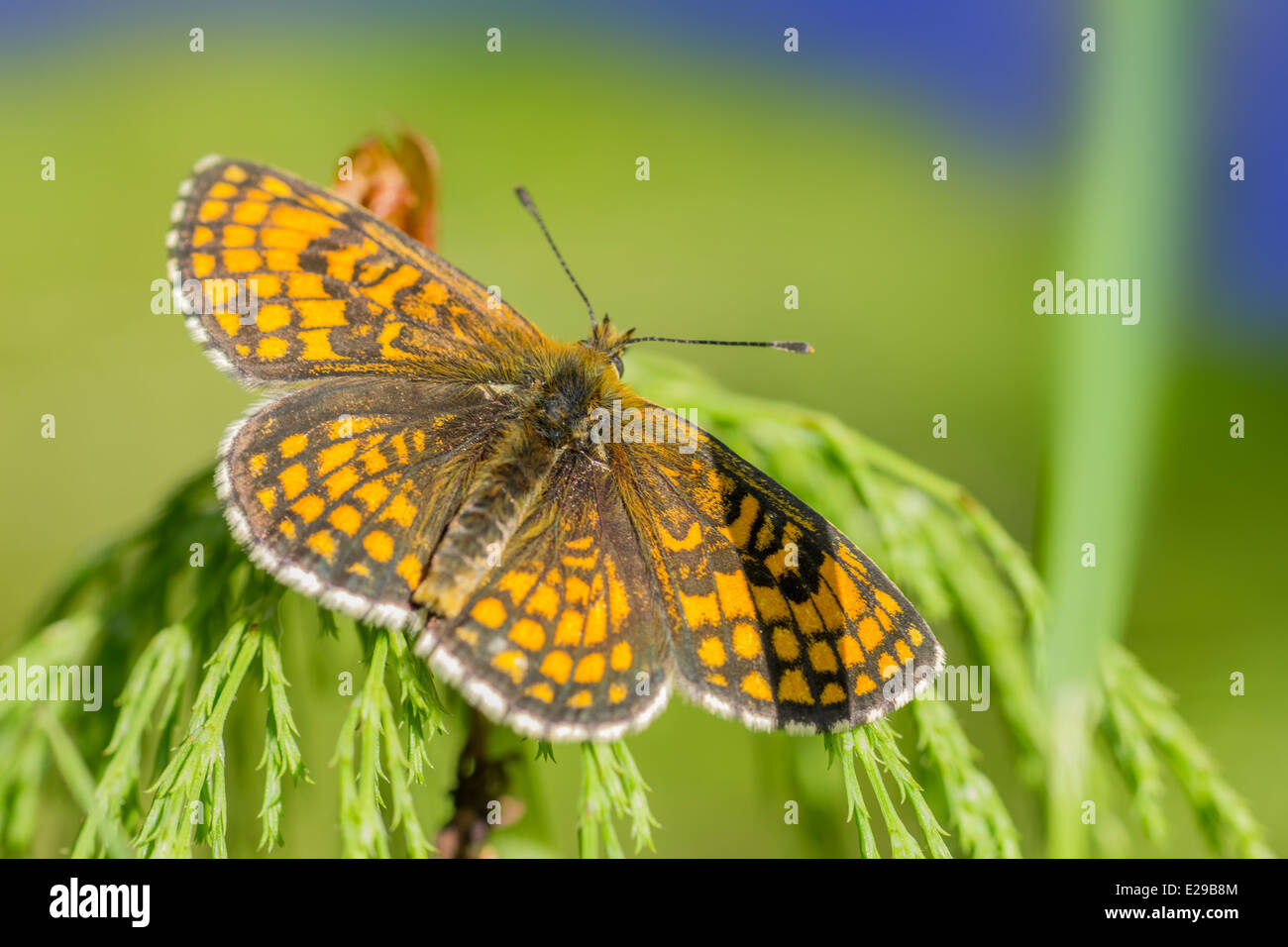 Die hohe Brown Fritillary, Argynnis adippe Stockfoto