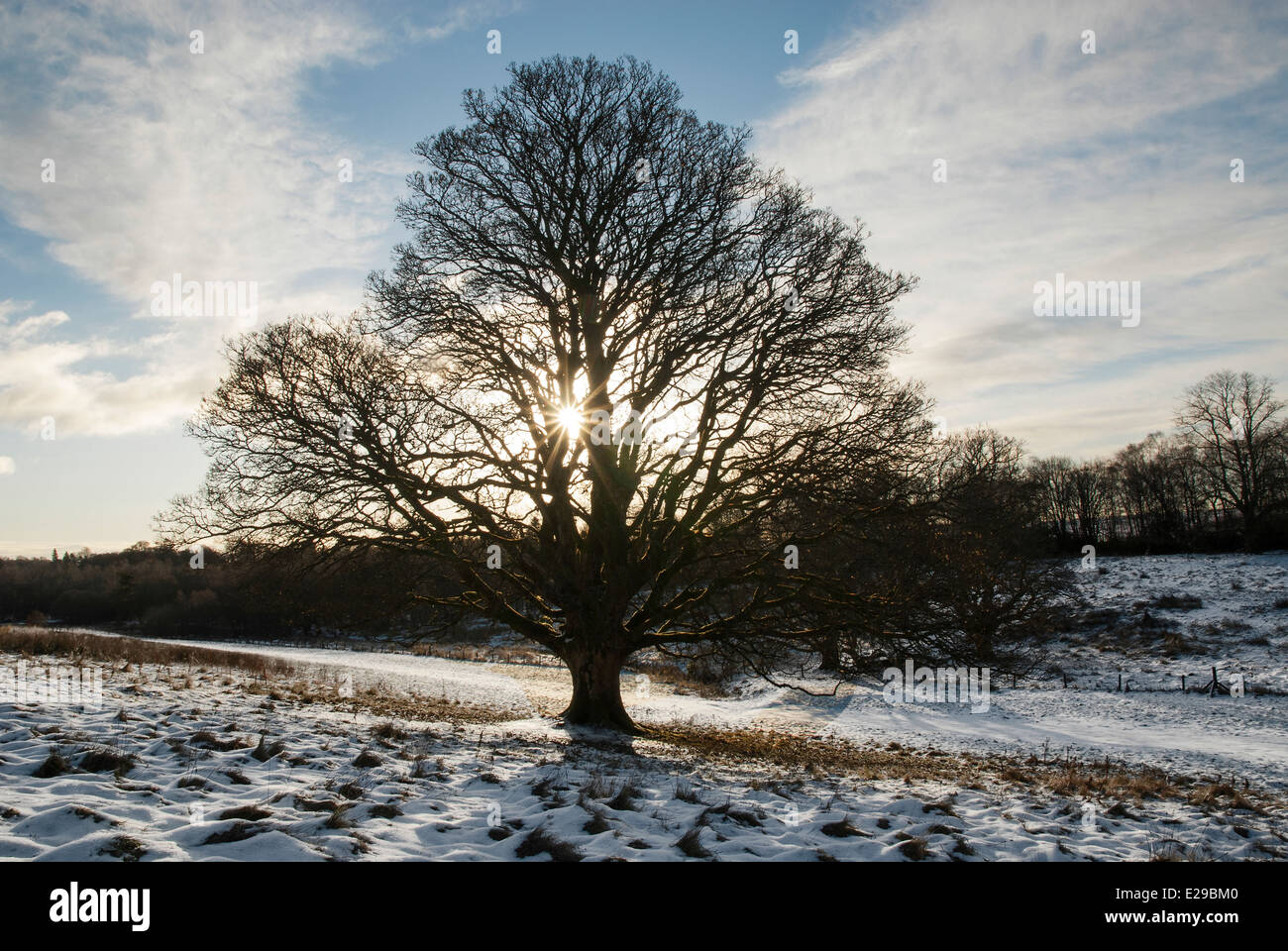 Baum bei Sonnenaufgang im Schnee bedeckt Feld Milngavie in der Nähe von Glasgow Stockfoto