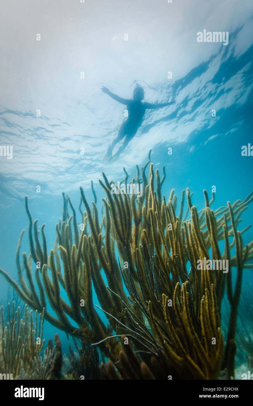 Türkis Silhouette der Schnorchler schwebt über Taucher mit Weichkorallen Äste gen Himmel auf Coral Reef Stockfoto