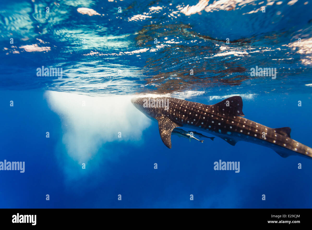 Close-up Unterwasser-Blick der Walhai mit zwei kleinen Babys in der Nähe von darunter (Rhincodon Typus) zu brechen Wasser Vertikalfilter Stockfoto