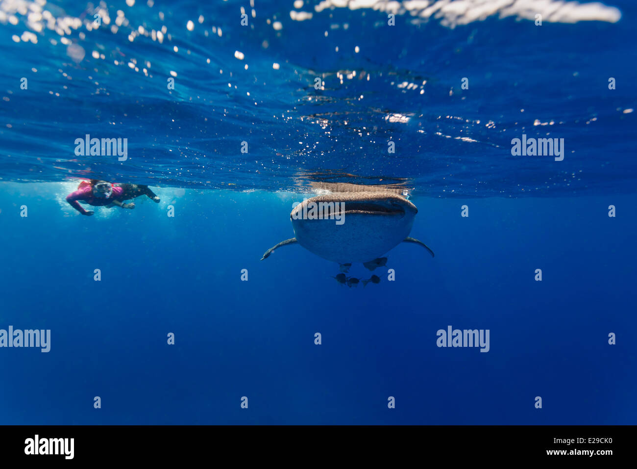 Kopf auf Sicht der Walhai (Rhincodon Typus) nähert sich Taucher Fotograf mit Mund offen mit anderen Tauchers hautnah Stockfoto