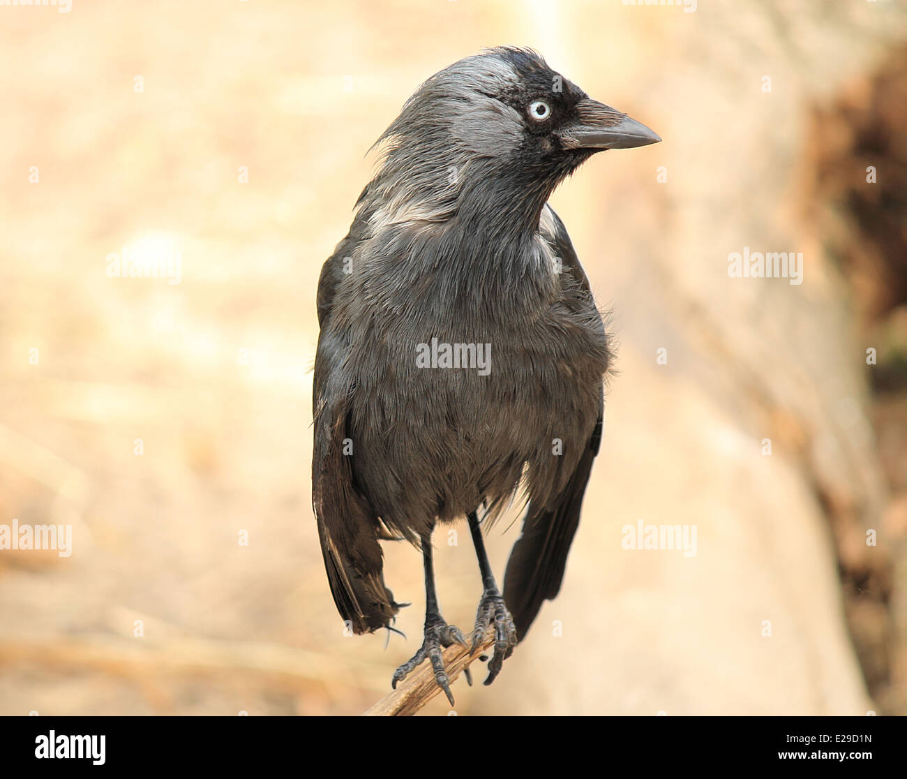 Black Raven close-up Stockfoto
