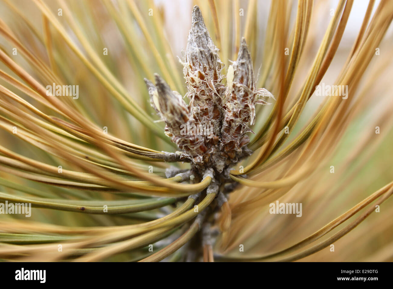 Weihnachtsbaum im Februar Stockfoto