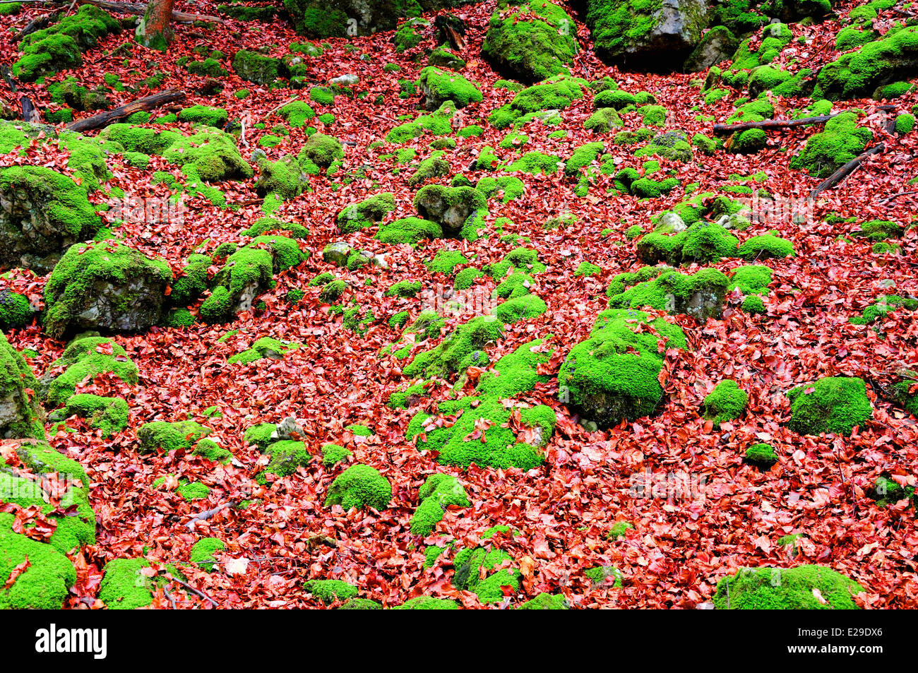 Wald mit Moos bedeckt Felsen Stockfoto