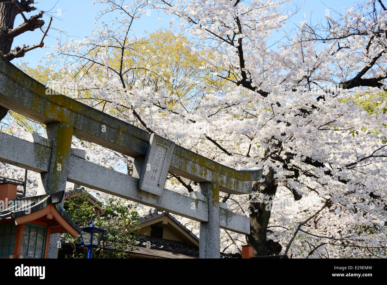 Kirschblüten am Kamichama Inari Schrein, Taito, Tokyo, Japan Stockfoto