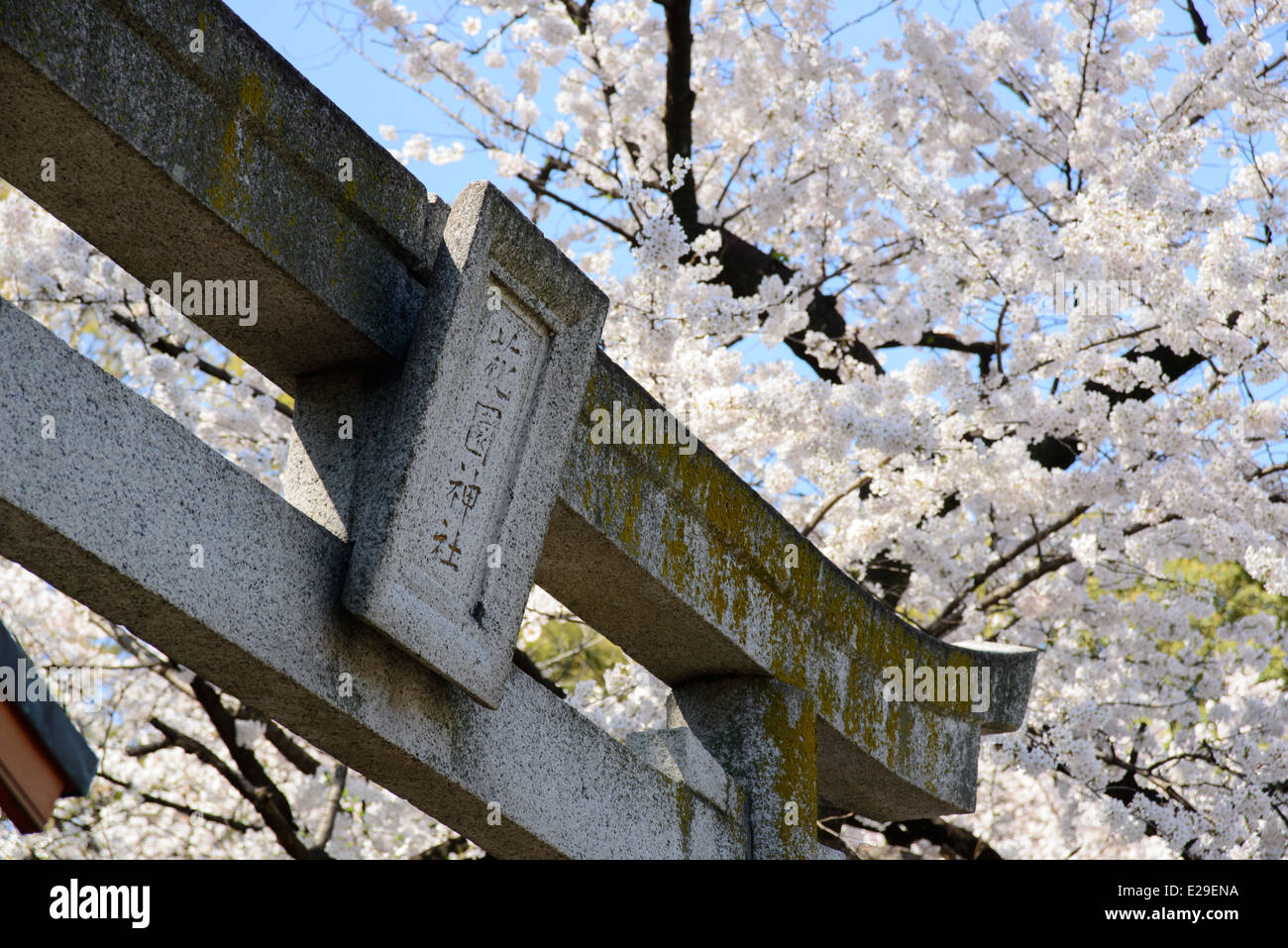 Kirschblüten am Kamichama Inari Schrein, Taito, Tokyo, Japan Stockfoto
