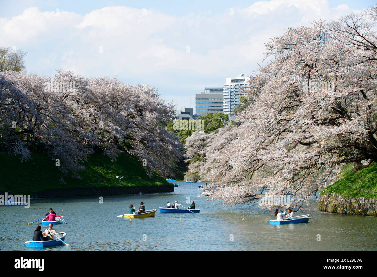 Kirschblüten am Chidorigafuchi Park, Chiyoda, Tokio, Japan Stockfoto