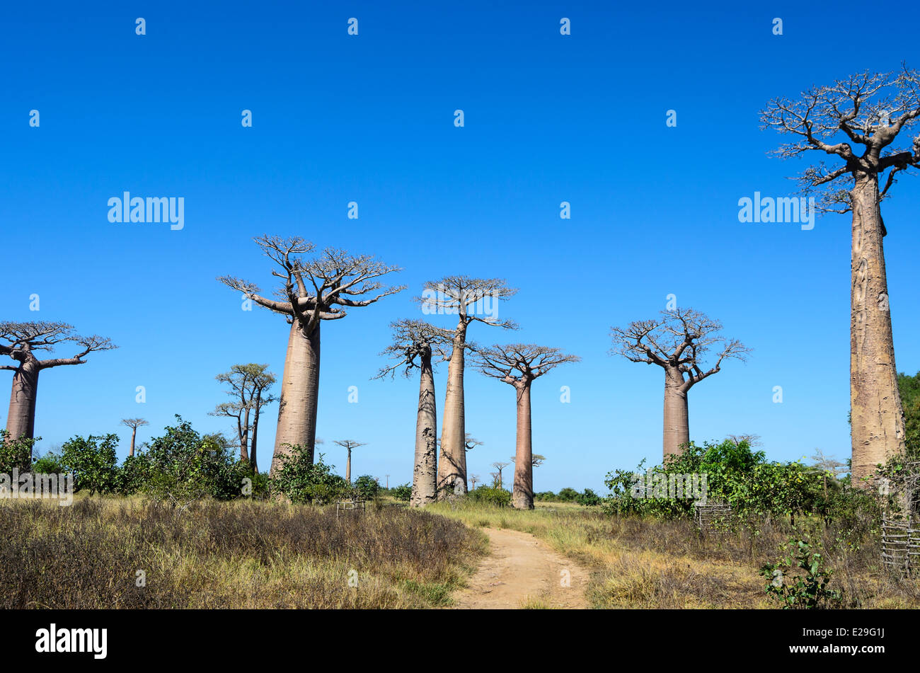 Allee der Baobabs, Madagaskar Stockfoto