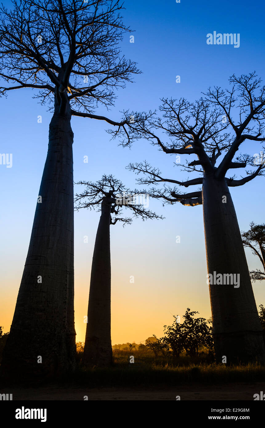 Baobab-Bäume, die Silhouette gegen die untergehende Sonne, Madagaskar Stockfoto