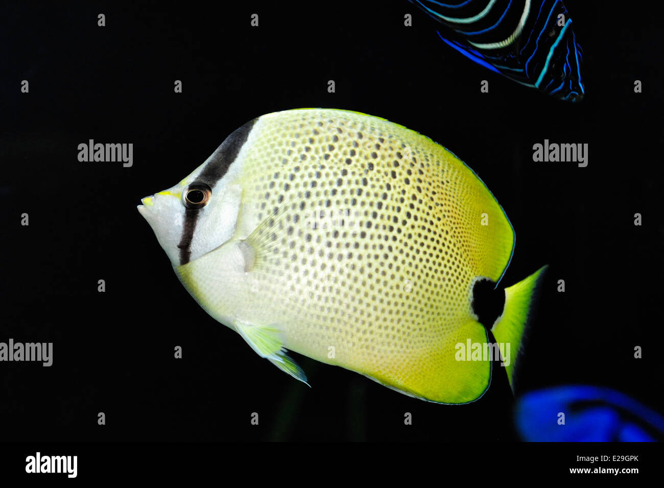 Eine Hirse Butterflyfish auf die Oregon Coast Aquarium in Newport, Oregon. Stockfoto