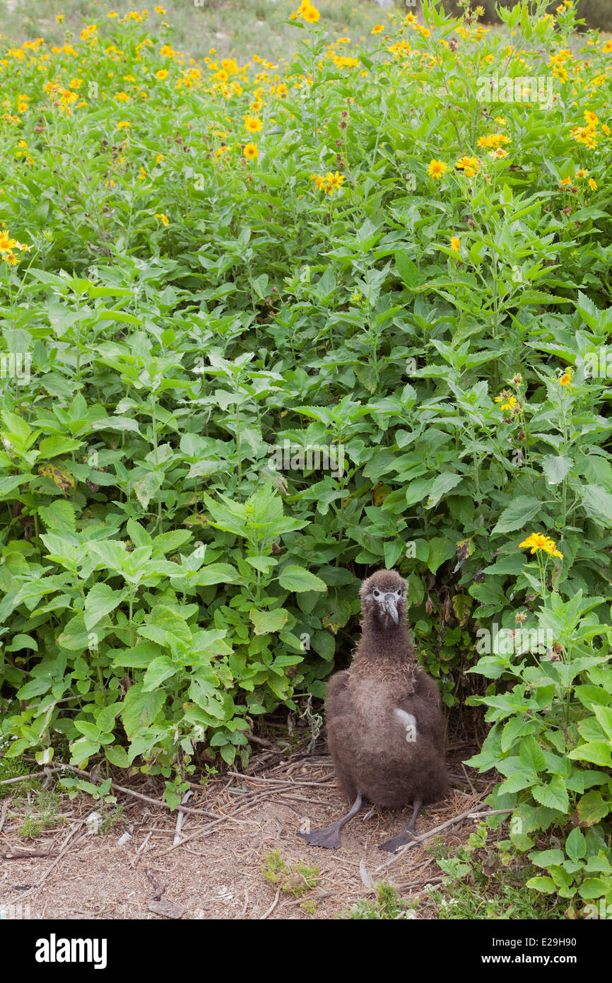 Goldkrautbart (Verbesina encelioides), eine invasive Art, die Laysan Albatross (Phoebastria immutabilis) Küken im Nest umgibt und verdrängt. Stockfoto